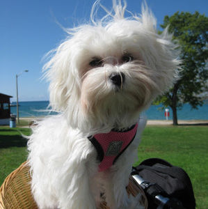 Meet your Posher, Beverly